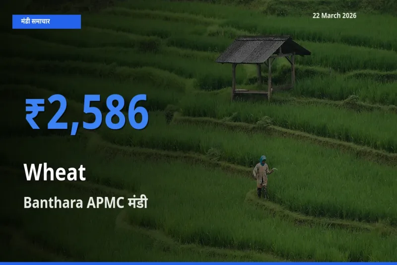 आज का मंडी भाव: गेहूँ के सबसे ज़्यादा दाम Banthara APMC में