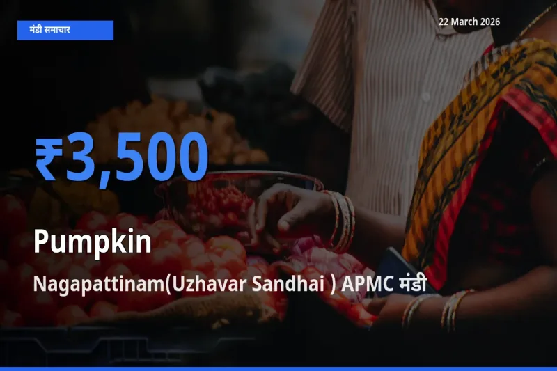 Nagapattinam(Uzhavar Sandhai ) APMC मंडी में आज कद्दू के सबसे ऊँचे दाम दर्ज