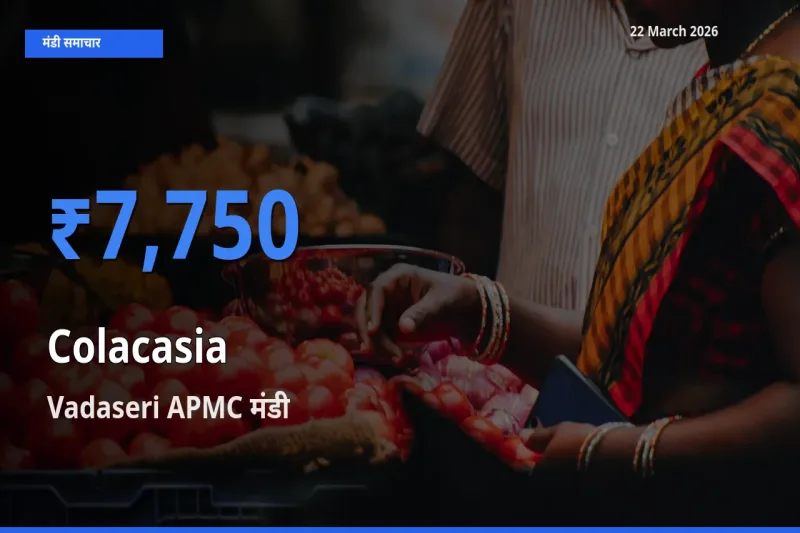 Vadaseri APMC मंडी में आज अरबी के सबसे ऊँचे दाम दर्ज