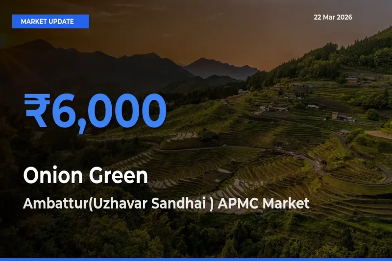Ambattur(Uzhavar Sandhai ) APMC Leads as Top Mandi for Onion Green Prices
