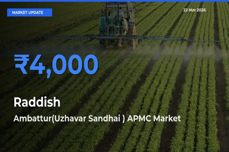 Ambattur(Uzhavar Sandhai ) APMC Emerges as Top Mandi for Raddish Prices Today