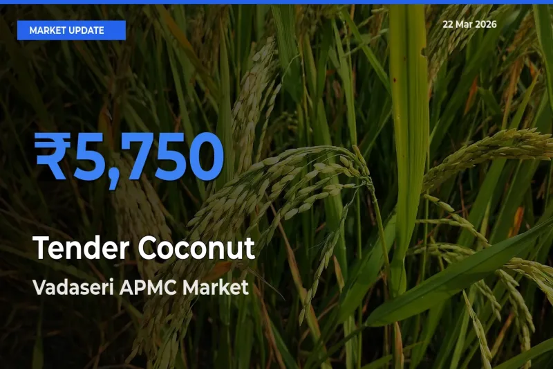 Vadaseri APMC Records Highest ₹5,750 Rate for Tender Coconut