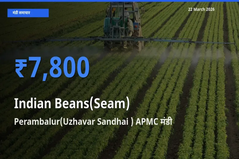 टॉप मंडी बना Perambalur(Uzhavar Sandhai ) APMC! सेम (देशी) के सबसे ऊँचे दाम यहीं दर्ज