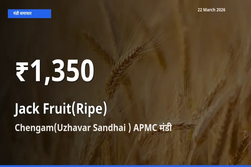 तेज़ गिरावट! Chengam(Uzhavar Sandhai ) APMC में पका कटहल के दाम 30 दिन के निचले स्तर पर