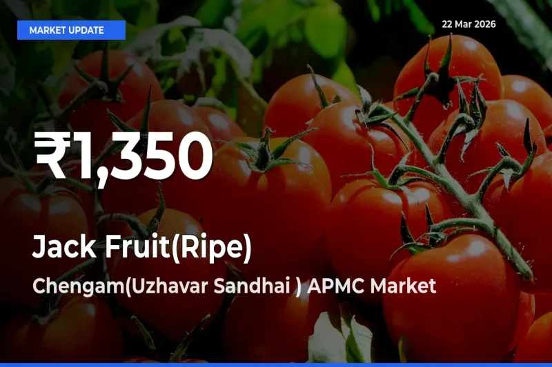 Sharp Fall! Jack Fruit(Ripe) Prices Drop to 30-Day Low in Chengam(Uzhavar Sandhai ) APMC