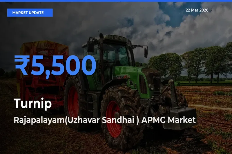 Farmers Prefer Rajapalayam(Uzhavar Sandhai ) APMC as Turnip Hits Highest Rate