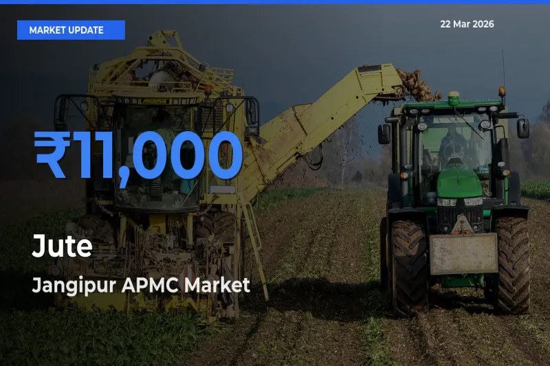 Farmers Prefer Jangipur APMC as Jute Hits Highest Rate