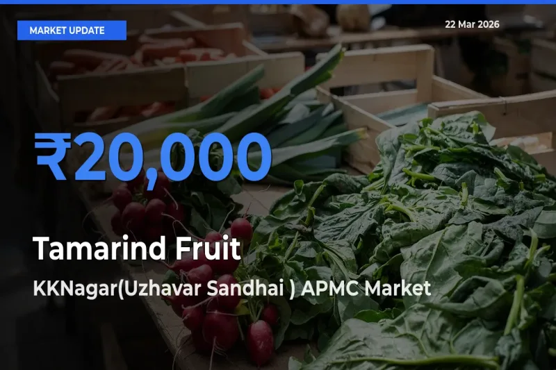 KKNagar(Uzhavar Sandhai ) APMC Leads as Top Mandi for Tamarind Fruit Prices