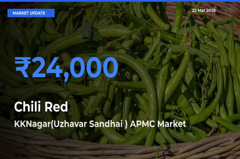 KKNagar(Uzhavar Sandhai ) APMC Emerges as Top Mandi for Chili Red Prices Today