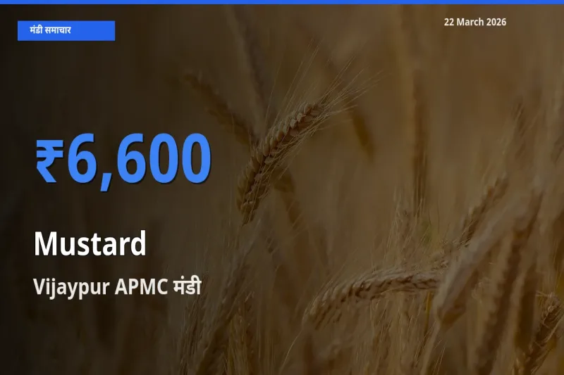 आज का मंडी भाव: सरसों के सबसे ज़्यादा दाम Vijaypur APMC में