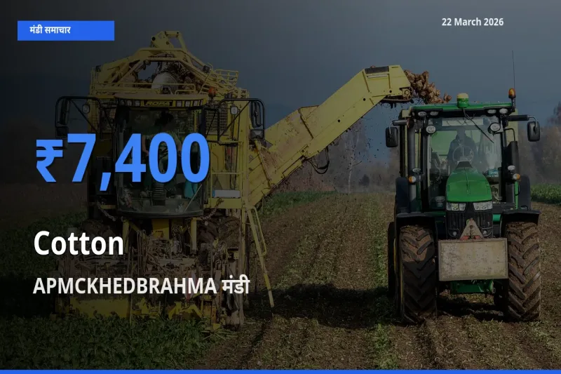 आज कपास के सबसे ऊँचे दाम ₹7,400 APMCKHEDBRAHMA मंडी में