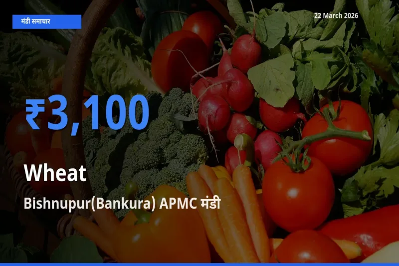बाज़ार संकेत: Bishnupur(Bankura) APMC बना गेहूँ के लिए आज की टॉप मंडी