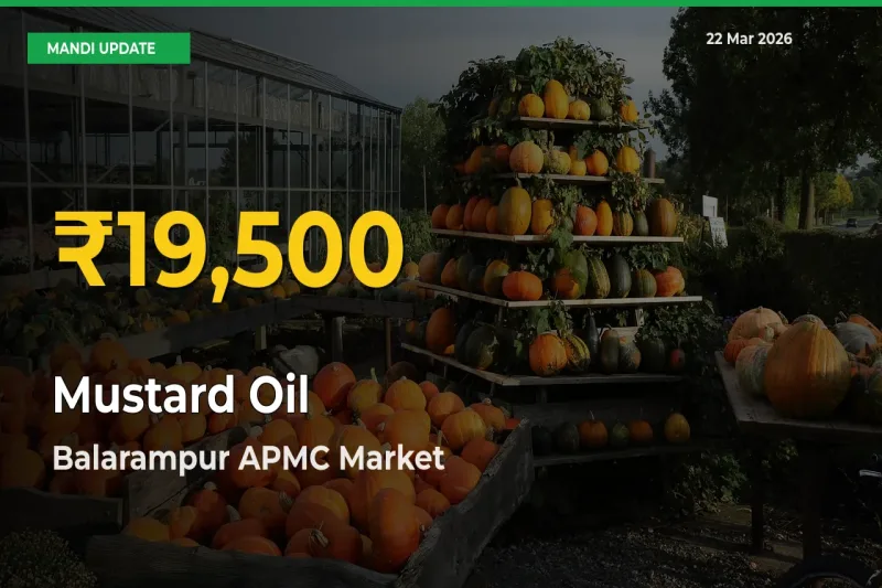 Mustard Oil Price Rally Continues – Balarampur APMC Hits Fresh High Today