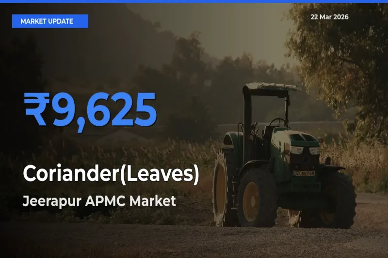 Jeerapur APMC Offers ₹9,625 – Highest Coriander(Leaves) Rate Today