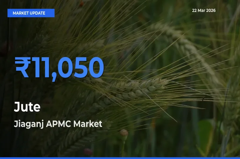 Jiaganj APMC Offers ₹11,050 – Highest Jute Rate Today