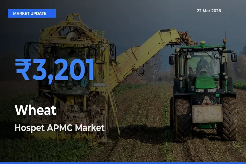 Market Watch: Hospet APMC Becomes Top Mandi for Wheat