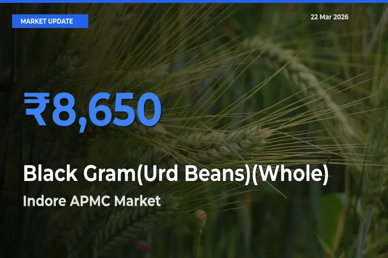 Top Performer! Indore APMC Offers Best Black Gram(Urd Beans)(Whole) Price Today
