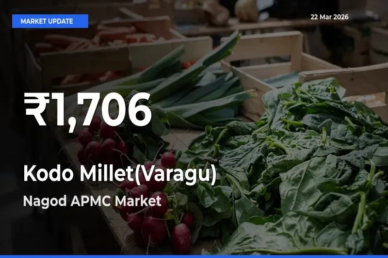 Kodo Millet(Varagu) Falls to ₹1,706 in Nagod APMC – 30-Day Lowest Rate