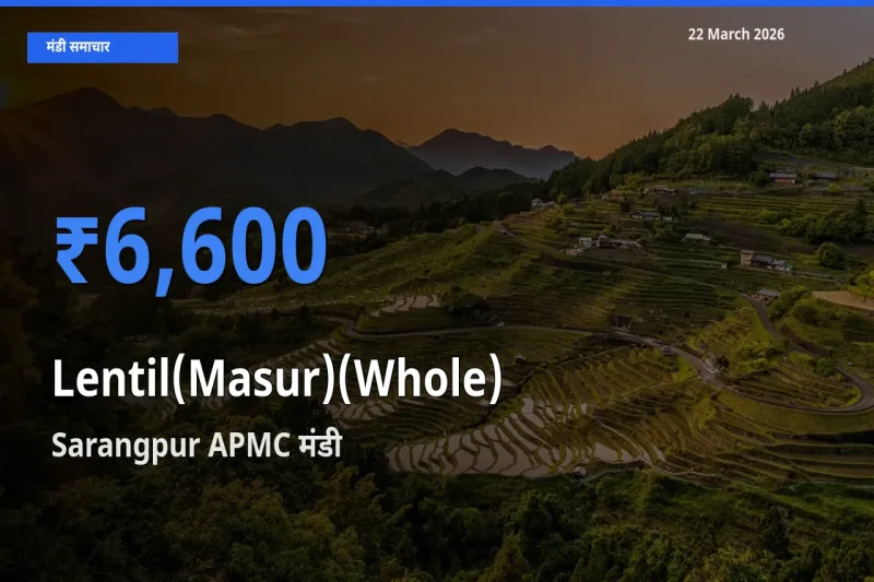 टॉप मंडी बना Sarangpur APMC! मसूर दाल (साबुत) के सबसे ऊँचे दाम यहीं दर्ज