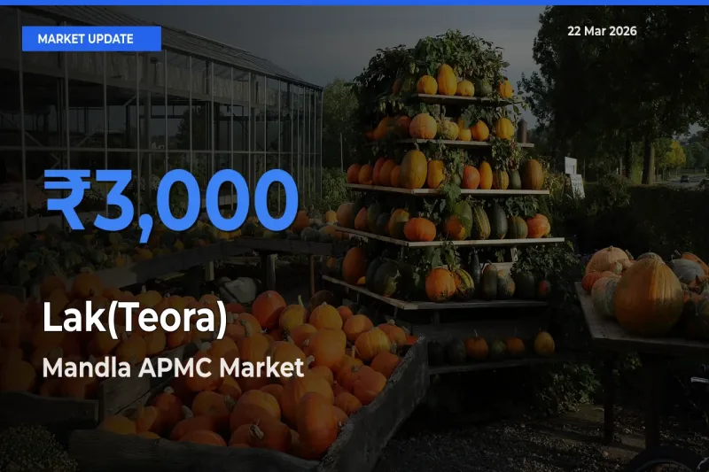 Mandla APMC Records Highest ₹3,000 Rate for Lak(Teora)