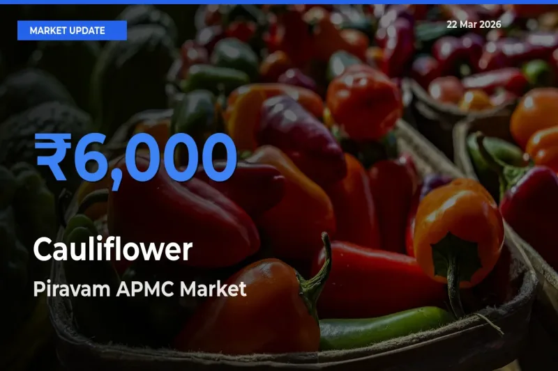 Top Performer! Piravam APMC Offers Best Cauliflower Price Today
