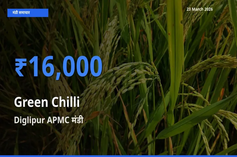 आज हरी मिर्च के सबसे ज़्यादा दाम Diglipur APMC मंडी में दर्ज