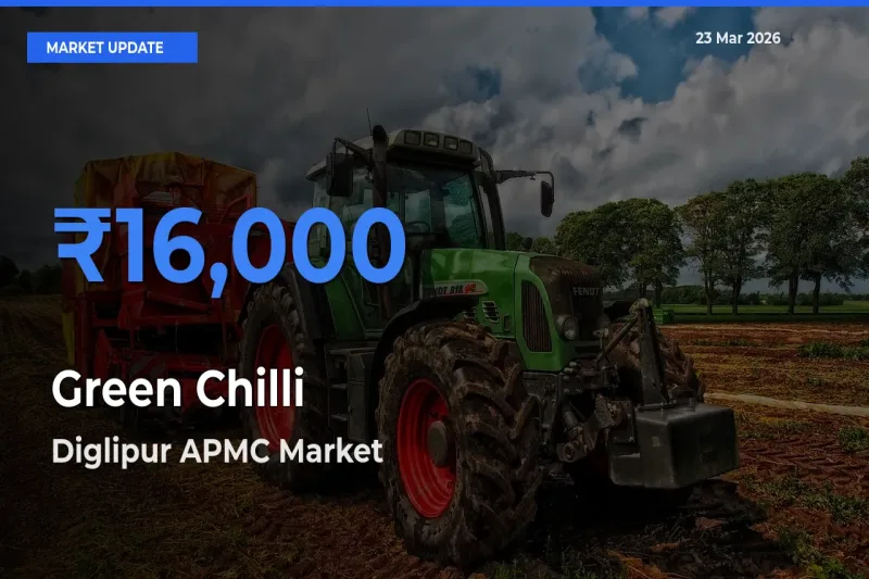 Farmers Prefer Diglipur APMC as Green Chilli Hits Highest Rate
