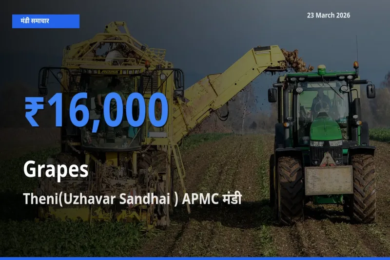 Theni(Uzhavar Sandhai ) APMC मंडी में अंगूर ₹16,000 पर पहुँचा – आज का सर्वोच्च भाव