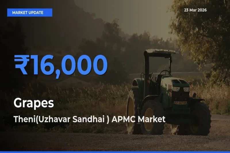 Theni(Uzhavar Sandhai ) APMC Emerges as Top Mandi for Grapes Prices Today