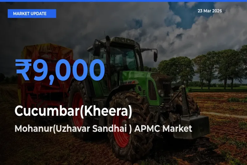 Mohanur(Uzhavar Sandhai ) APMC Tops Cucumbar(Kheera) Rates – March 23 Market Update