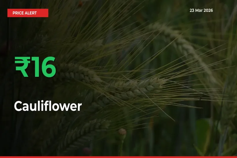 Big Rally! Cauliflower Climbs 15.84% in 24 Hours at Top Mandis