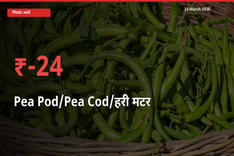 बाज़ार संकेत: मटर की फली के भाव मंडी में 24.42% नीचे
