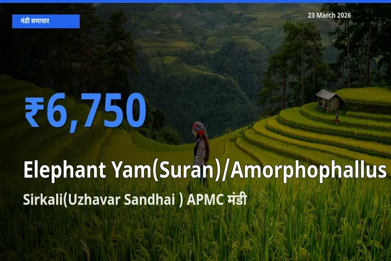 टॉप मंडी बना Sirkali(Uzhavar Sandhai ) APMC! जिमीकंद (सूरन) के सबसे ऊँचे दाम यहीं दर्ज
