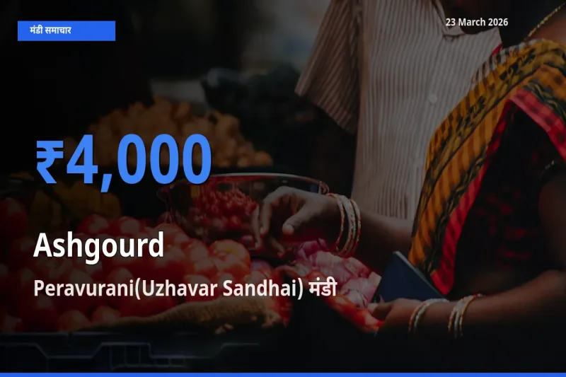 आज का मंडी भाव: पेठा कद्दू के सबसे ज़्यादा दाम Peravurani(Uzhavar Sandhai) में