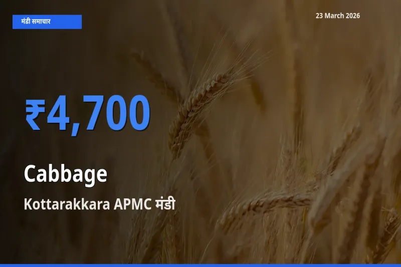 बाज़ार संकेत: Kottarakkara APMC बना पत्ता गोभी के लिए आज की टॉप मंडी