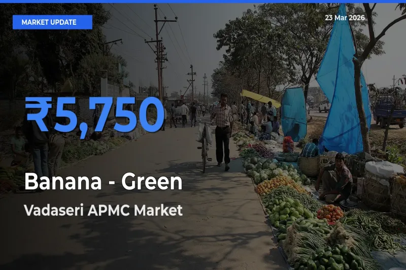 Market Watch: Vadaseri APMC Becomes Top Mandi for Banana - Green