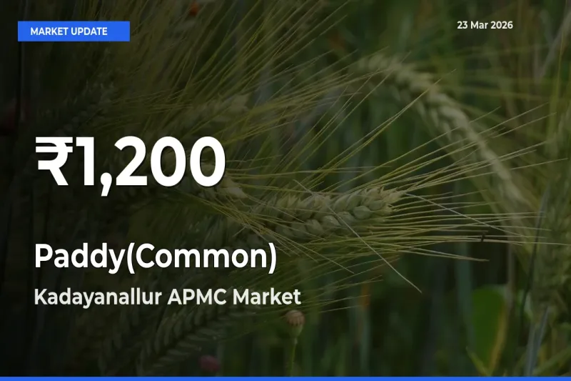 Why Paddy(Common) Prices Slumped in Kadayanallur APMC – 30-Day Low Today