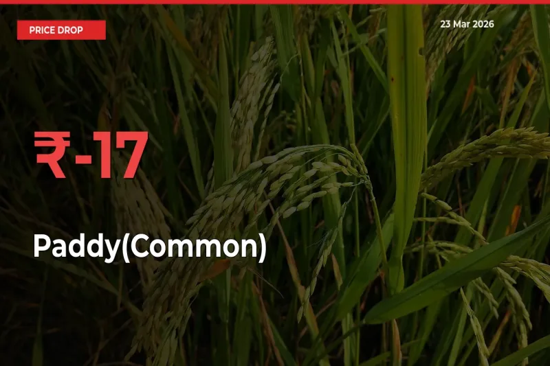 16.85% Drop in Paddy(Common) Prices – Mandi Sees Sudden Fall