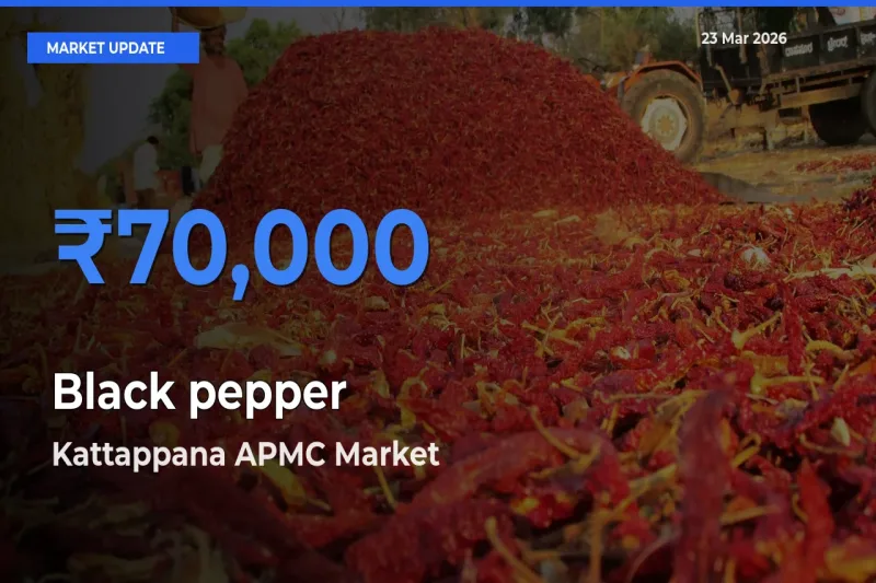 Kattappana APMC Tops Black pepper Rates – March 23 Market Update