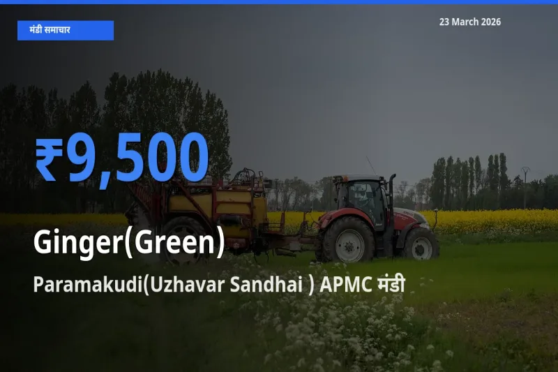 Paramakudi(Uzhavar Sandhai ) APMC मंडी में अदरक (हरा) ₹9,500 पर पहुँचा – आज का सर्वोच्च भाव
