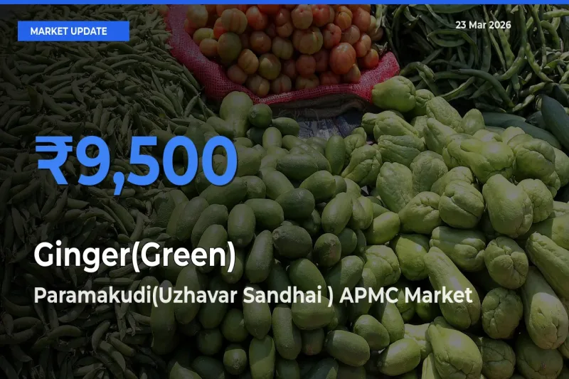 Top Performer! Paramakudi(Uzhavar Sandhai ) APMC Offers Best Ginger(Green) Price Today