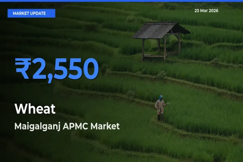 Maigalganj APMC Offers ₹2,550 – Highest Wheat Rate Today