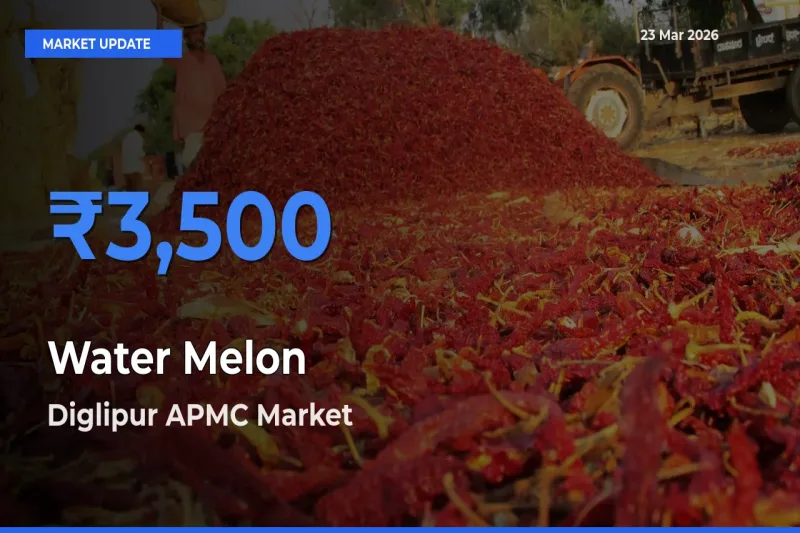 Top Performer! Diglipur APMC Offers Best Water Melon Price Today