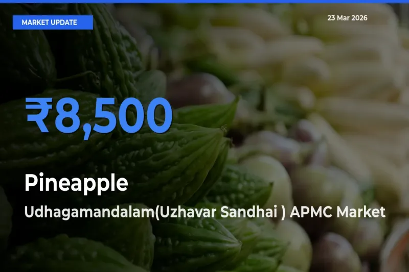 Udhagamandalam(Uzhavar Sandhai ) APMC Emerges as Top Mandi for Pineapple Prices Today