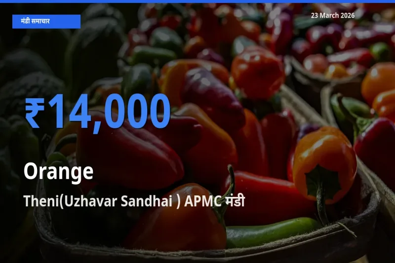 Theni(Uzhavar Sandhai ) APMC मंडी में आज संतरा के सबसे ऊँचे दाम दर्ज