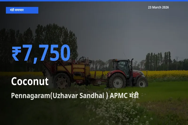 Pennagaram(Uzhavar Sandhai ) APMC मंडी में आज नारियल के सबसे ऊँचे दाम दर्ज