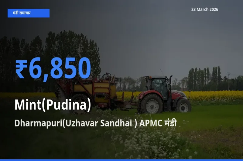 Dharmapuri(Uzhavar Sandhai ) APMC मंडी में आज पुदीना के सबसे ऊँचे दाम दर्ज
