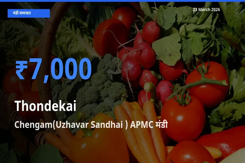 किसानों की पसंद बना Chengam(Uzhavar Sandhai ) APMC, कुंदरू के सबसे अच्छे दाम