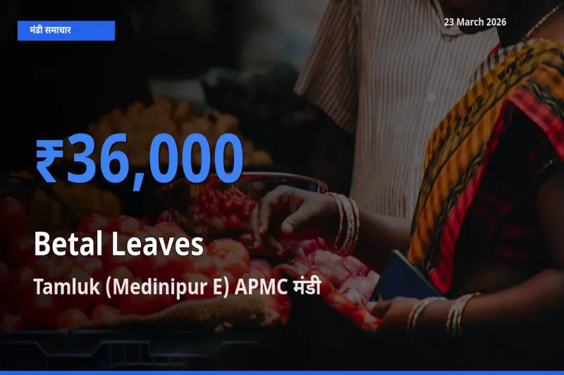 आज पान के पत्ते के सबसे ऊँचे दाम ₹36,000 Tamluk (Medinipur E) APMC मंडी में