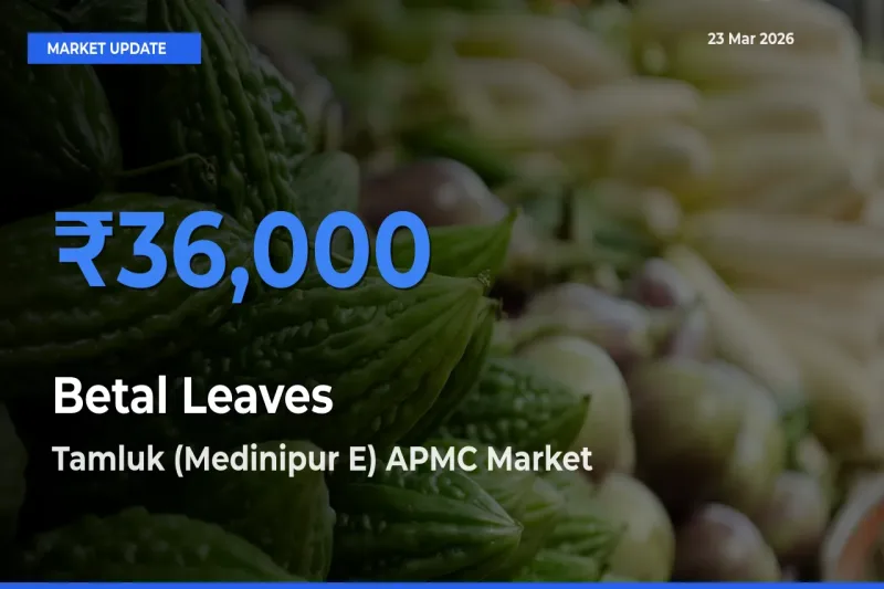 Tamluk (Medinipur E) APMC Leads as Top Mandi for Betal Leaves Prices